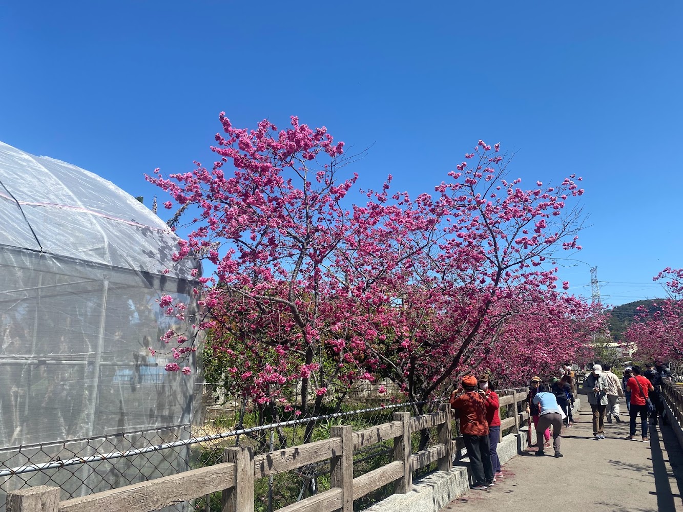 泰安派出所櫻花林