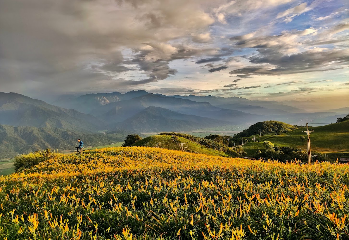 金針花季之旅:2025台灣必去賞花秘境完全攻略