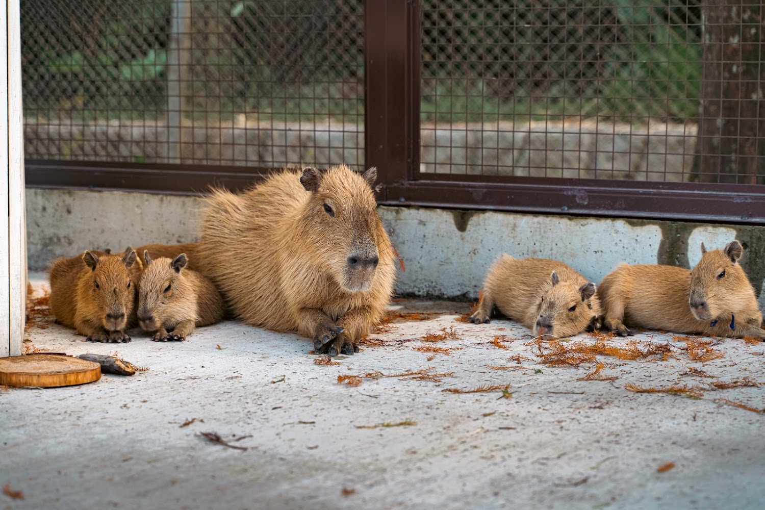 【2025】宜蘭農場旅遊懶人包：必訪景點與美食推薦