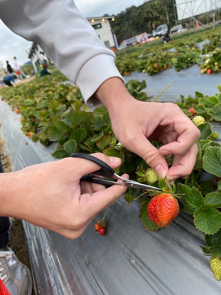 【2025】如何避免踩雷？大湖採草莓不可不知的注意事項