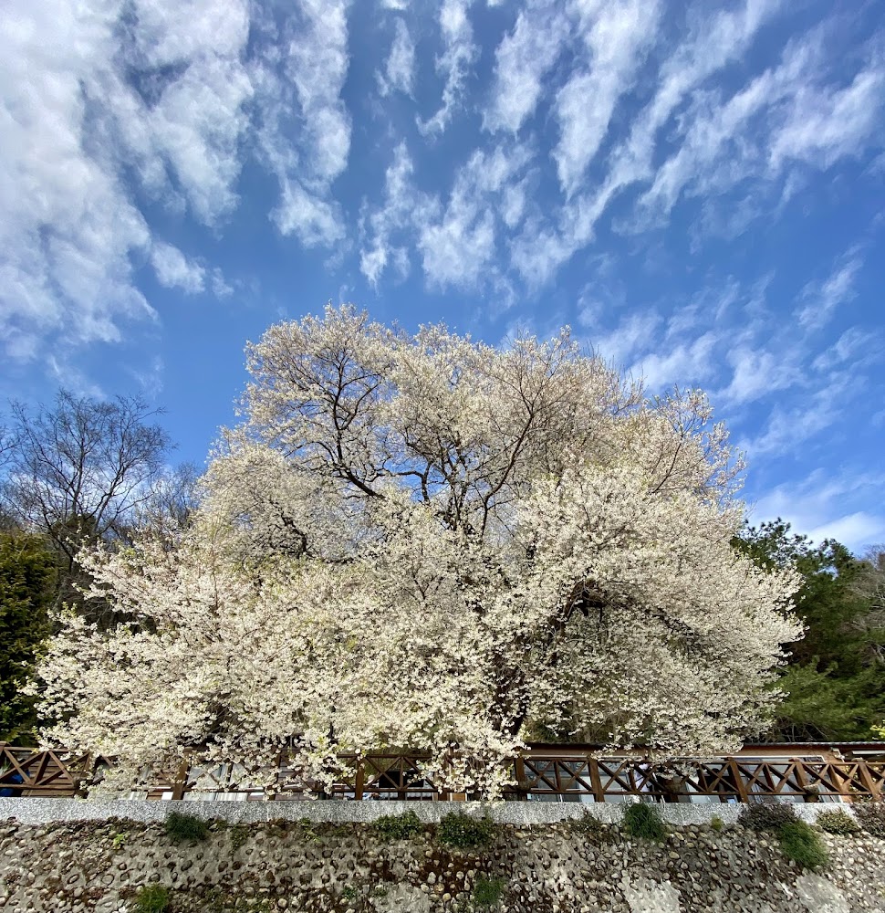 觀霧山莊著名的霧社櫻王白花勝景