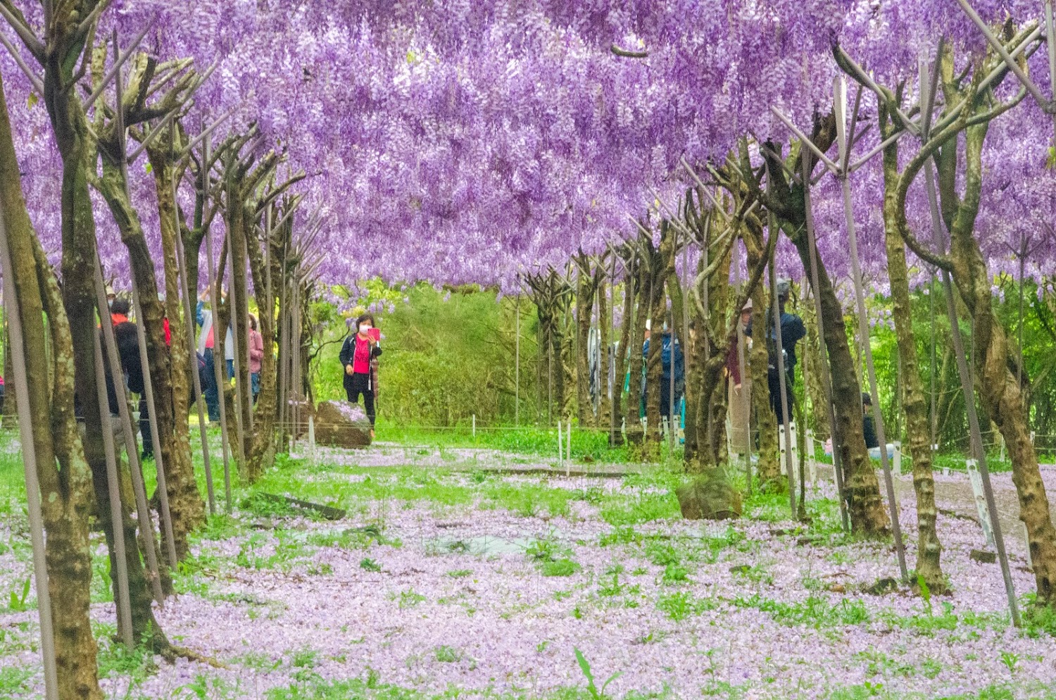 2025淡水紫藤花園必訪景點｜理由讓你絕對不容錯過