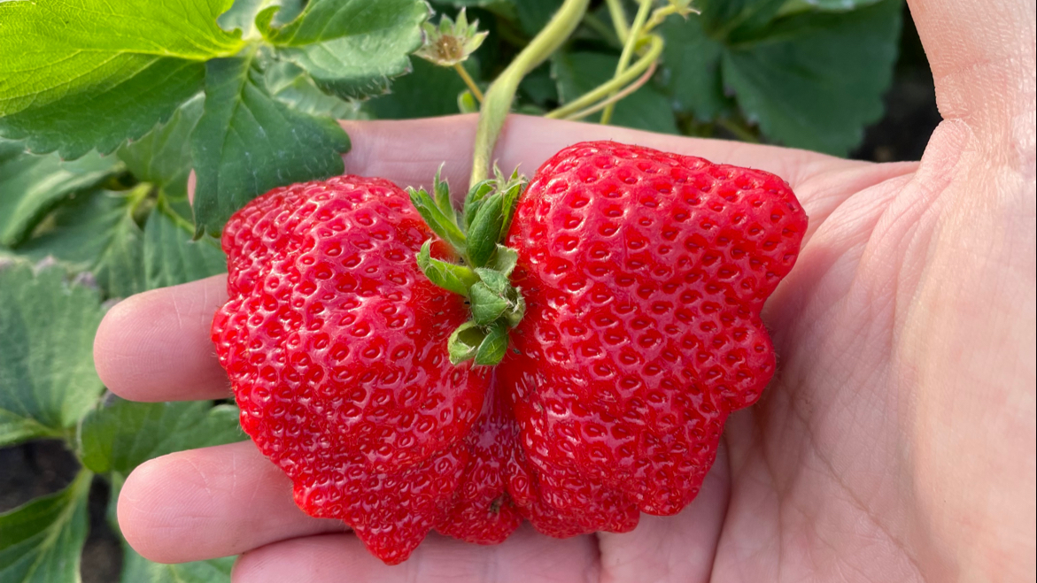 2025採草莓推薦｜必去的隱藏草莓農場，不可錯過的季節體驗