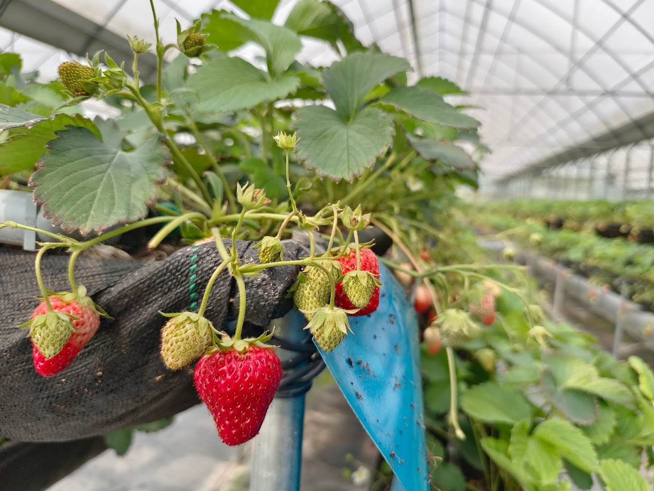 2025採草莓推薦｜必去的隱藏草莓農場，不可錯過的季節體驗