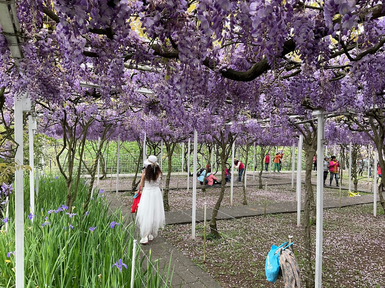 紫藤花的魅力探索：台灣紫藤花最佳賞花景點推薦