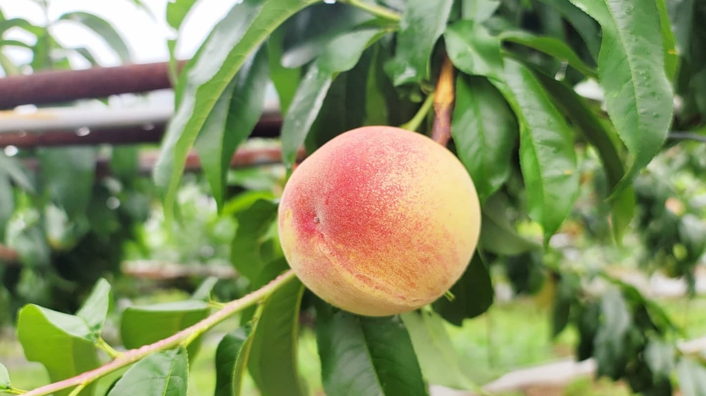 2025桃園景點必訪清單｜避開遊客潮的秘境