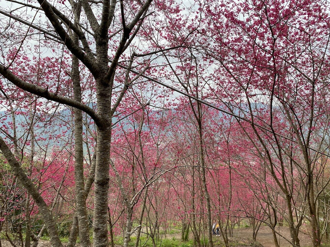 北天直轄院清幽的櫻花景緻,展現出獨特的靜謐之美