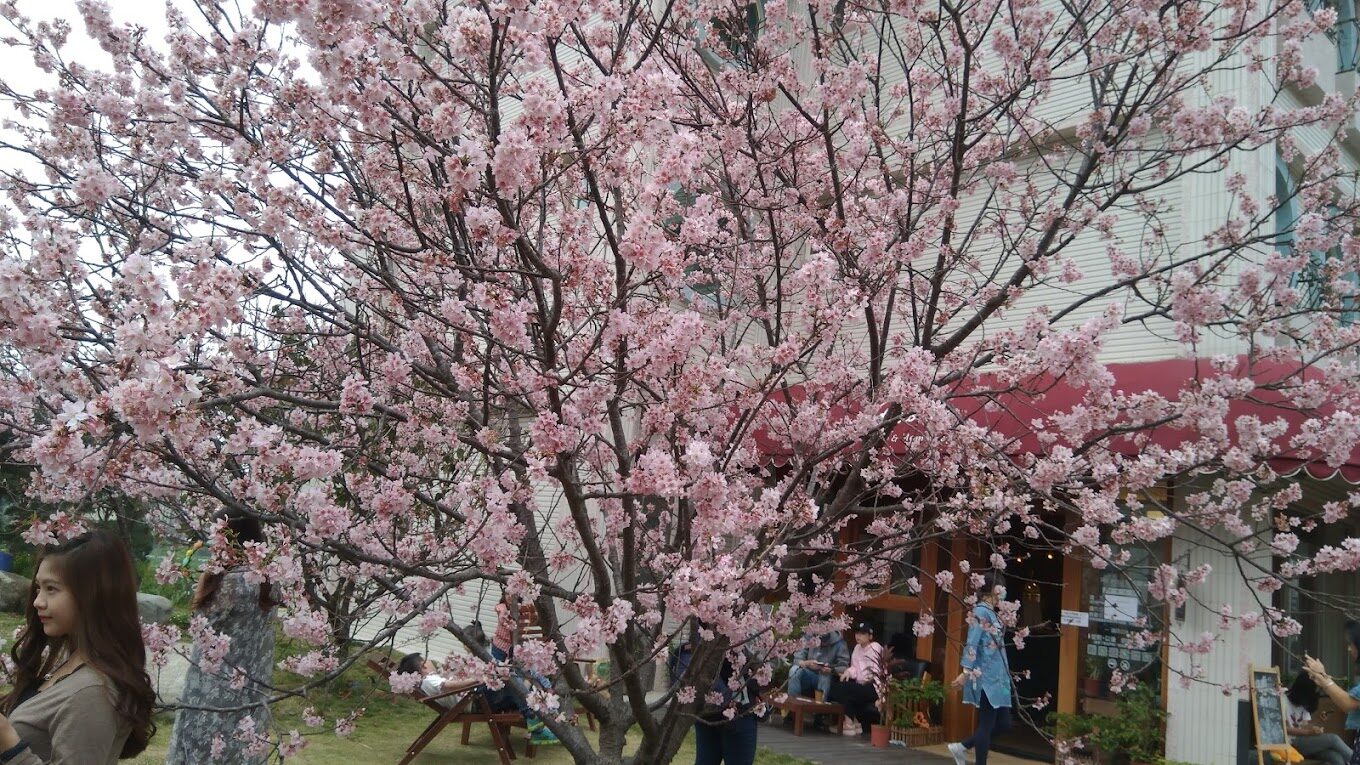 泰安派出所櫻花林夜景,燈光與櫻花交織出的浪漫氛圍