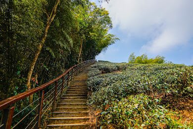 太平雲梯必遊指南｜探索雲端美景的理由