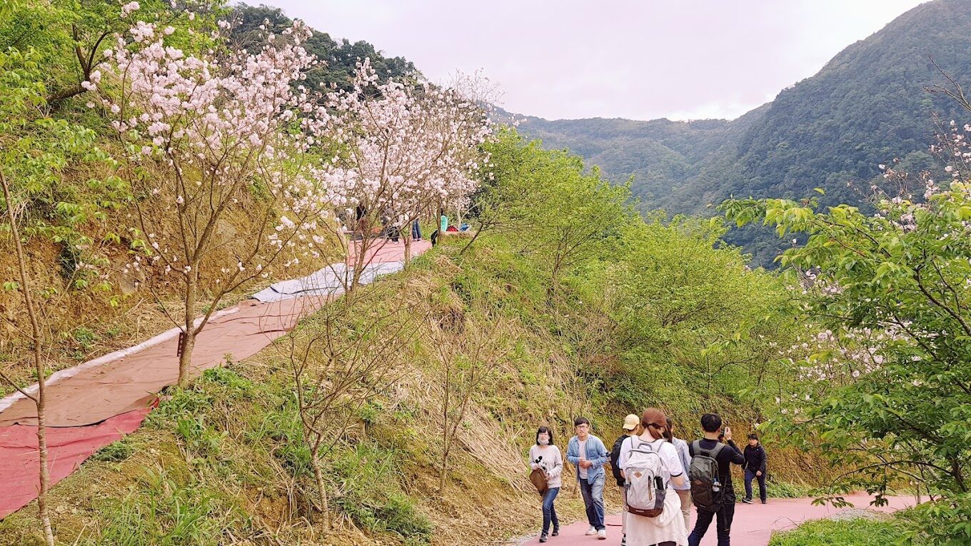 三峽大熊櫻花林旅遊指南：2025年賞櫻必訪秘境與周邊美食推薦