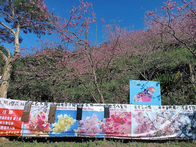三峽大熊櫻花林旅遊指南：2025年賞櫻必訪秘境與周邊美食推薦