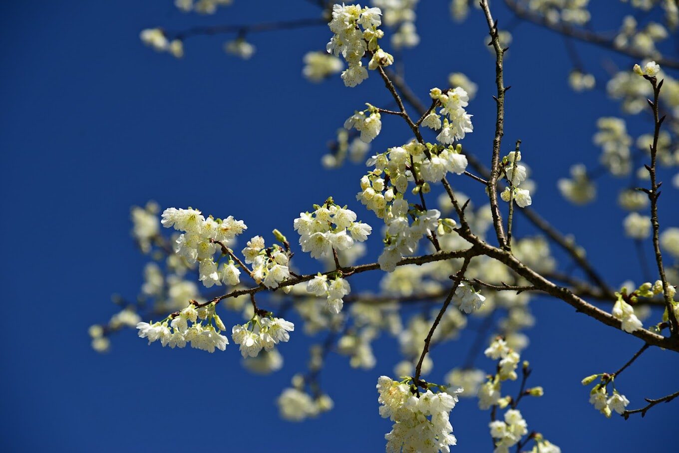 三峽大熊櫻花林的必訪亮點｜不可錯過的賞櫻秘密地