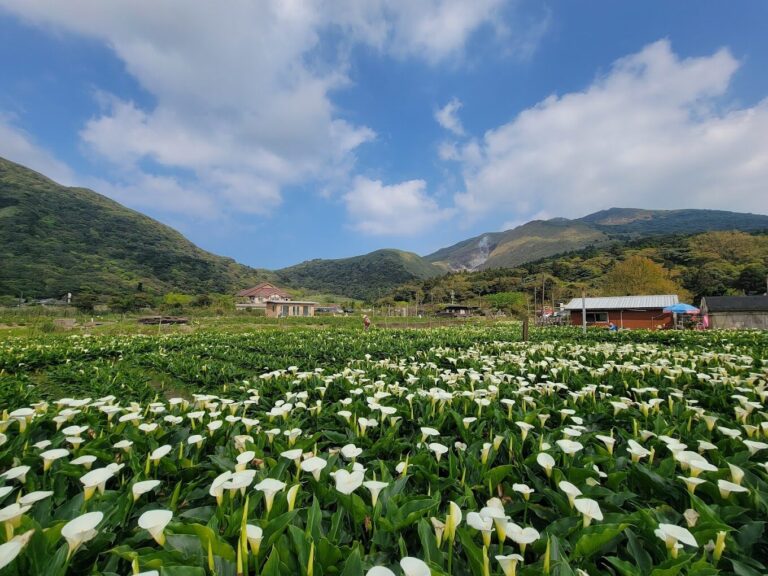 陽明山必去景點清單｜2025年絕對不能錯過的秘密景點