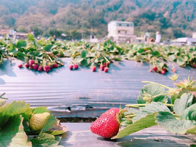 【2025】大湖採草莓避雷指南｜避免這常見錯誤安心採果