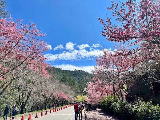 【2025】武陵農場必玩亮點！從櫻花季節到美食推薦全攻略