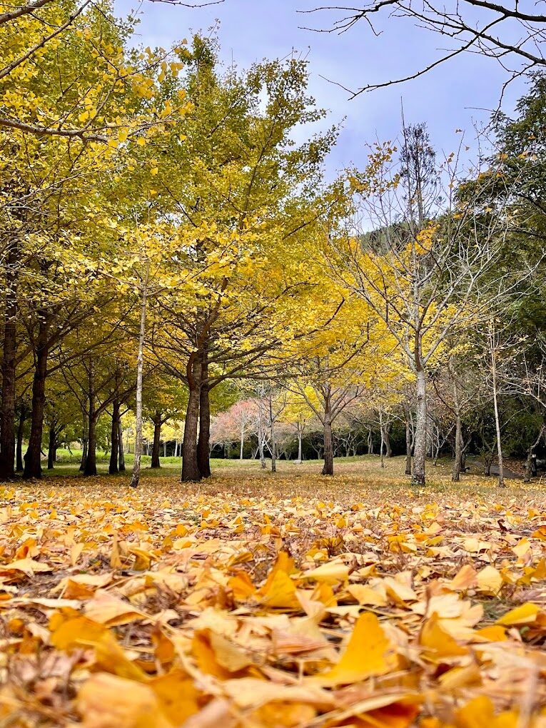 【2025】武陵農場必玩亮點！從櫻花季節到美食推薦全攻略