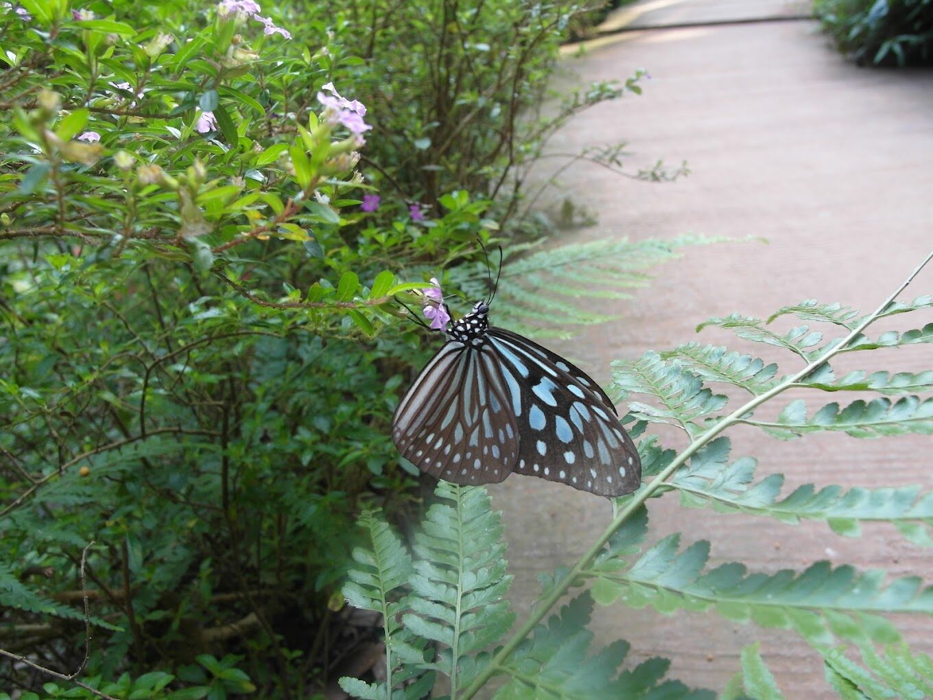 綠世界旅遊指南|探索自然奧秘的必訪景點