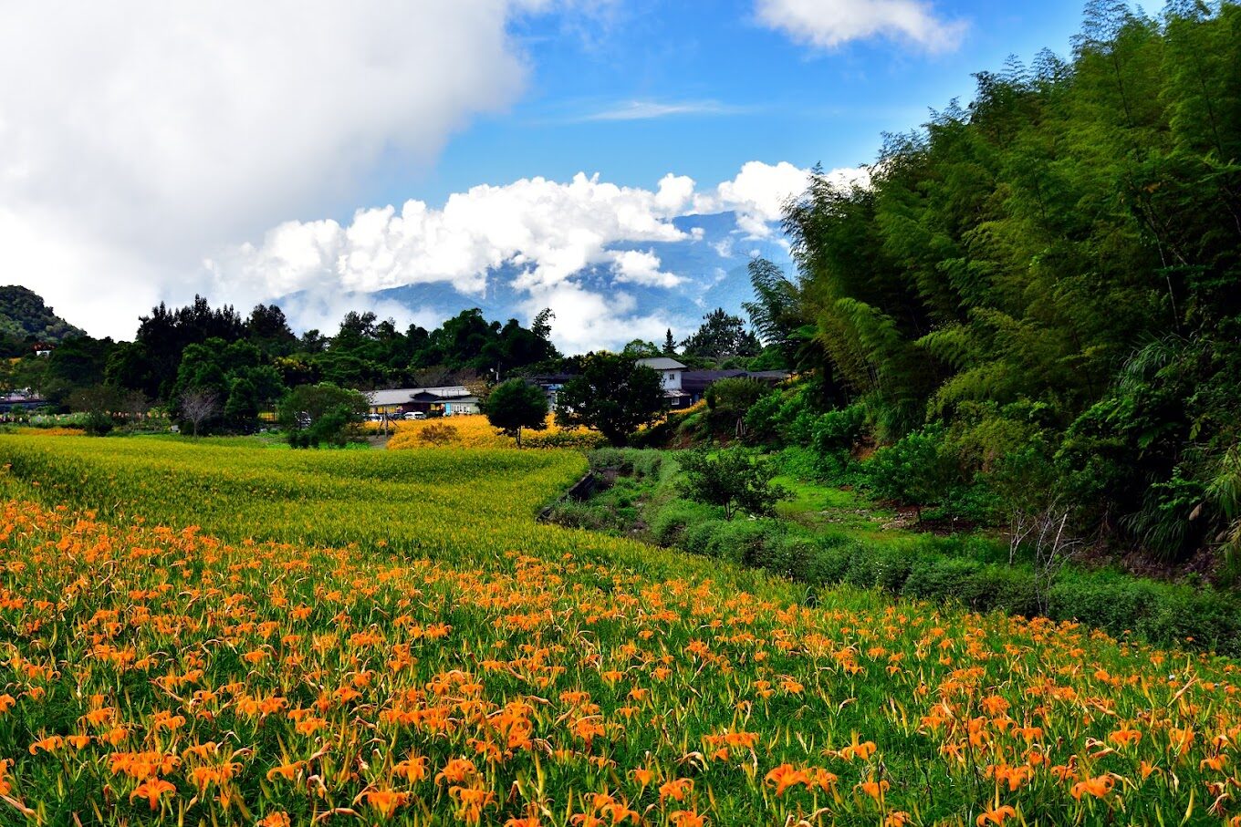 金針花季之旅:2025台灣必去賞花秘境完全攻略