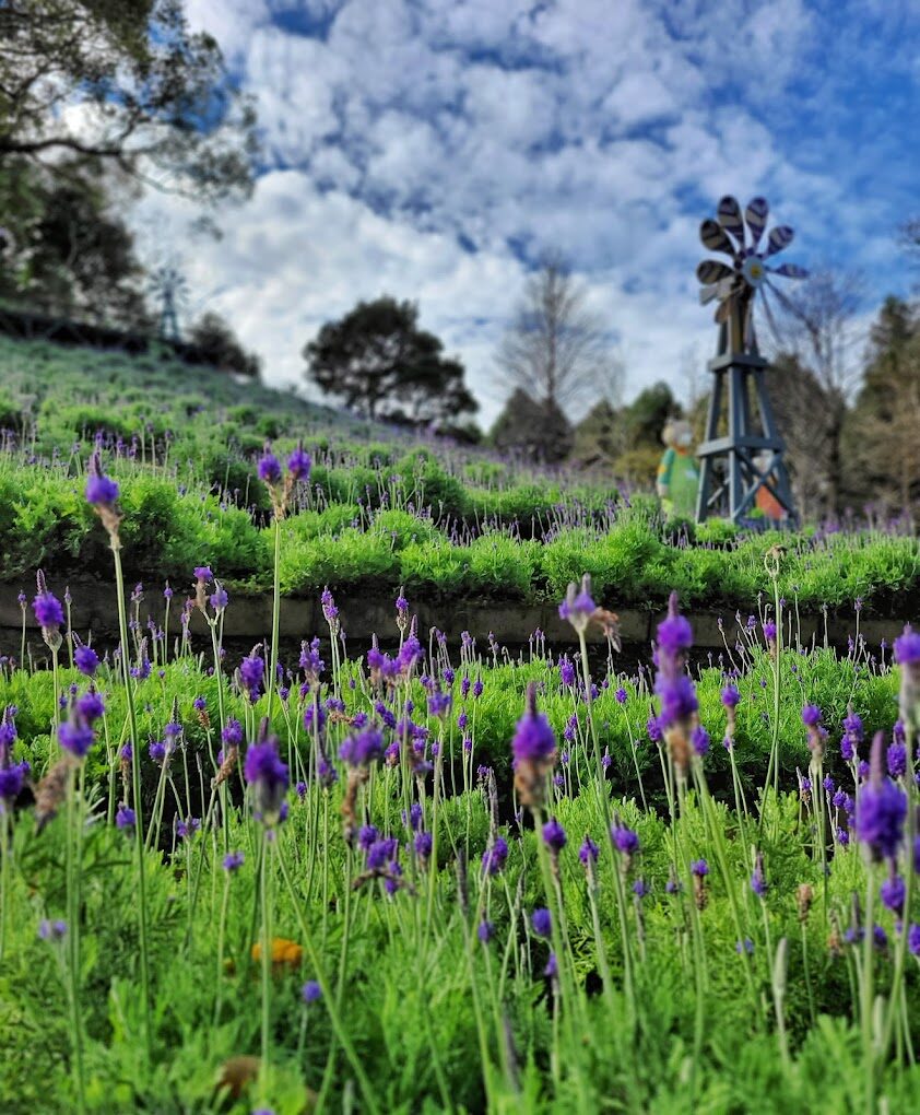 【2025】探索薰衣草森林的獨特體驗｜不容錯過的浪漫旅遊景點