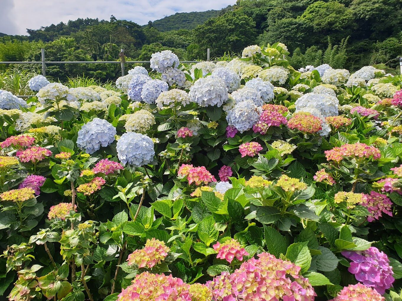 高家繡球花觀賞必去地點：2025最佳旅遊季節與攻略