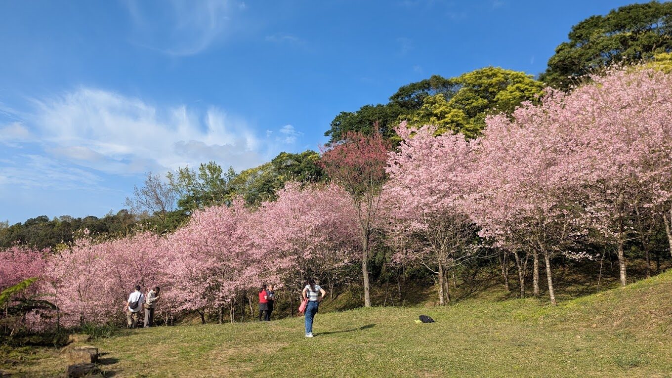 三峽大熊櫻花林附近旅遊攻略｜必訪景點及在地美食推薦