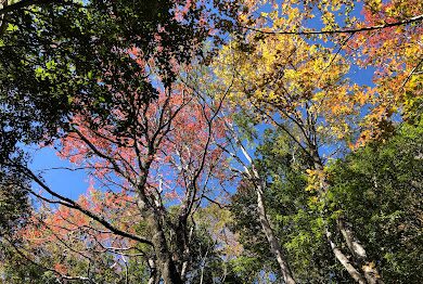 2025 奧萬大楓葉季必知|避免錯過最佳觀賞時間的秘訣