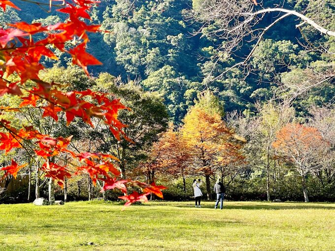 2025 奧萬大楓葉季必知｜避免錯過最佳觀賞時間的秘訣