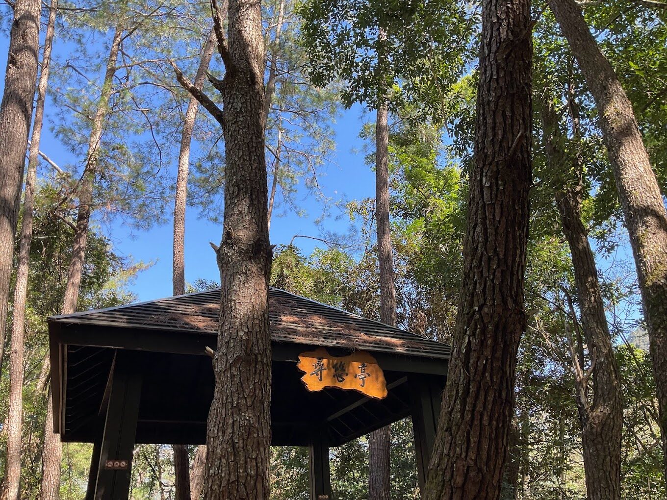 谷關一日遊必去景點｜不能錯過的熱門打卡點