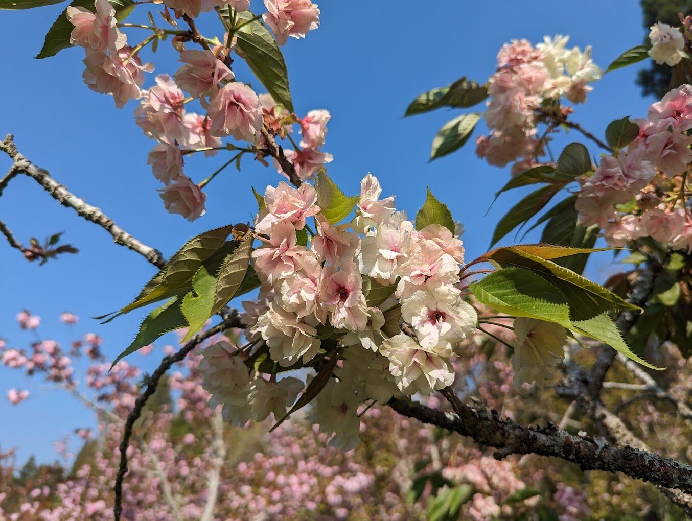 福壽山農場必遊景點｜來訪前必讀的農場攻略