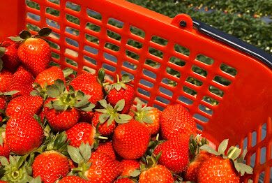 【2025】不容錯過的大湖草莓體驗|推薦景點與美食攻略
