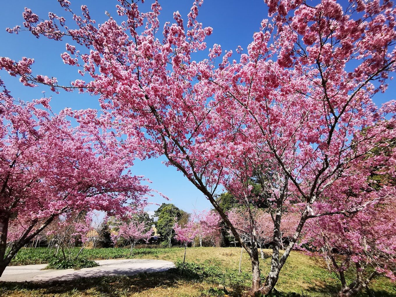 福壽山農場必遊攻略｜避開人潮的秘密景點大公開