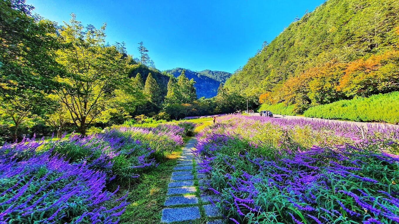 【2025】武陵農場旅遊：必住的5處特色民宿與不可錯過的景點