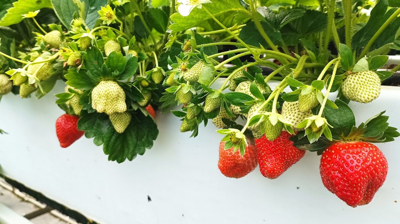 大湖草莓：夢田農夫高架草莓農場