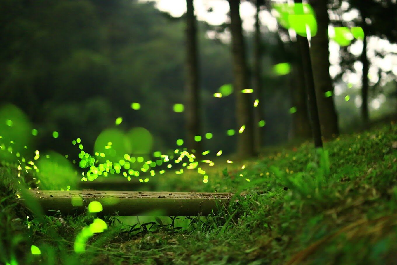 東勢林場必遊景點｜探索2025年的自然秘境以及不容錯過的活動