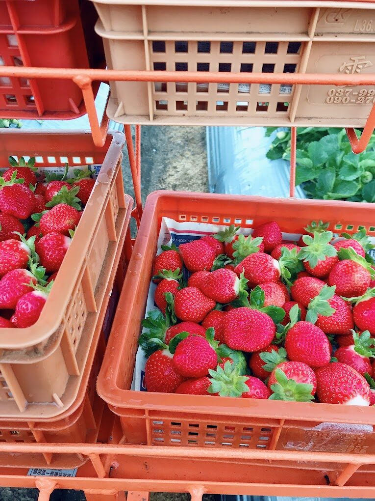 大湖草莓：夢田農夫高架草莓農場