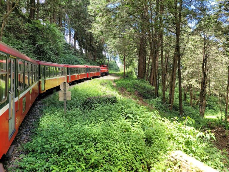 【2025】搭乘阿里山小火車的必備指南｜避免旅程中的常見錯誤