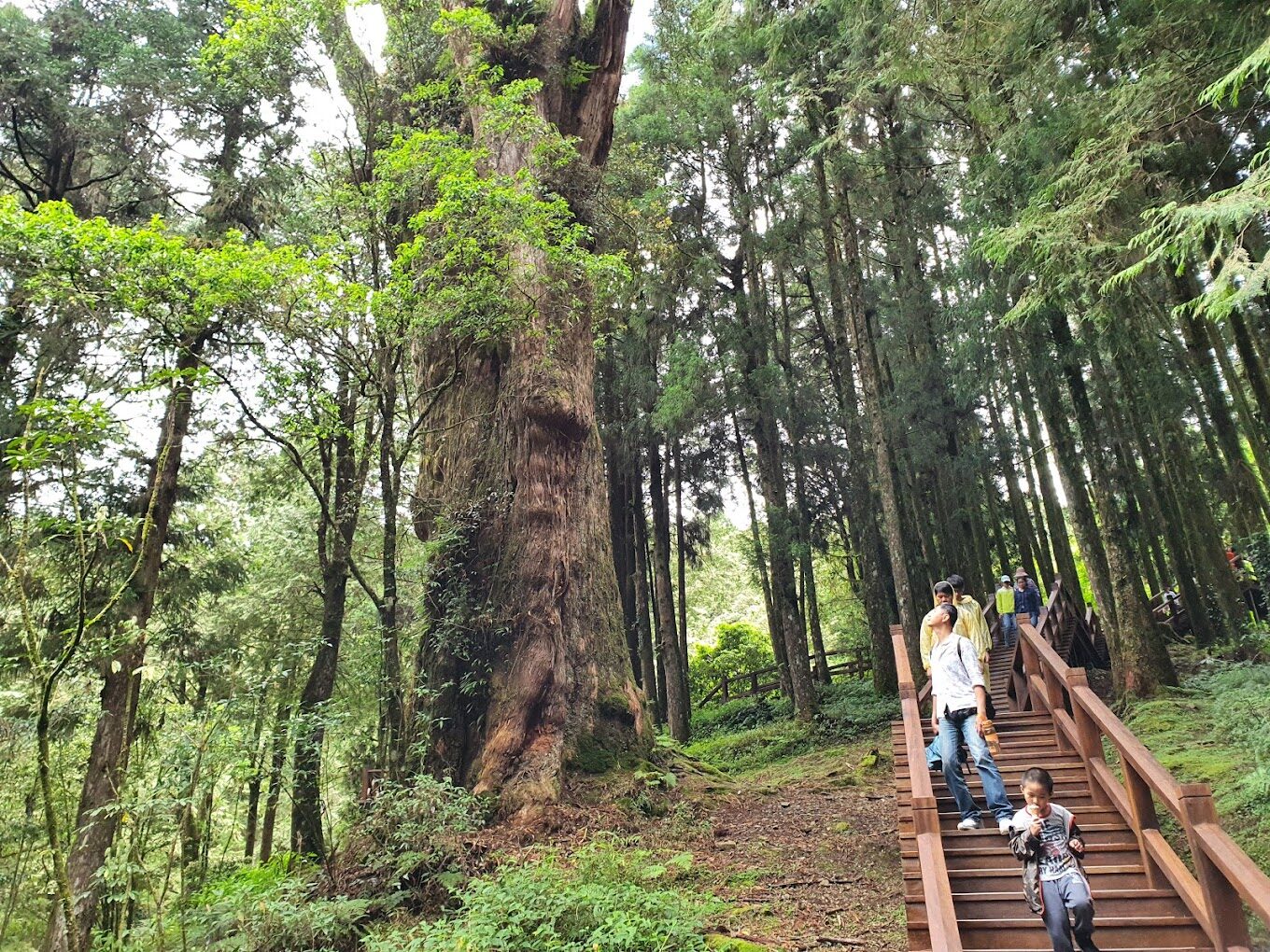【2025】阿里山旅遊攻略｜絕景打卡點讓你不後悔