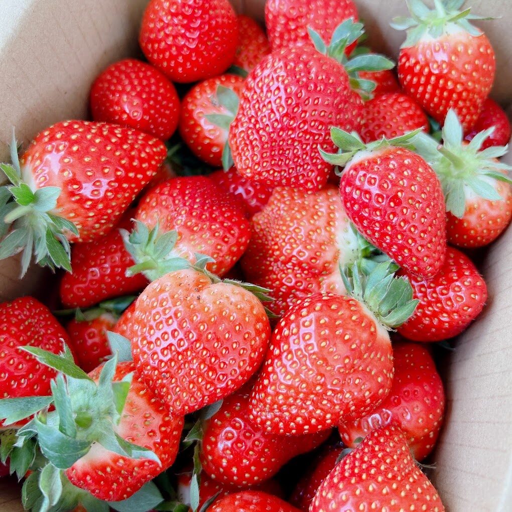 大湖草莓：夢田農夫高架草莓農場