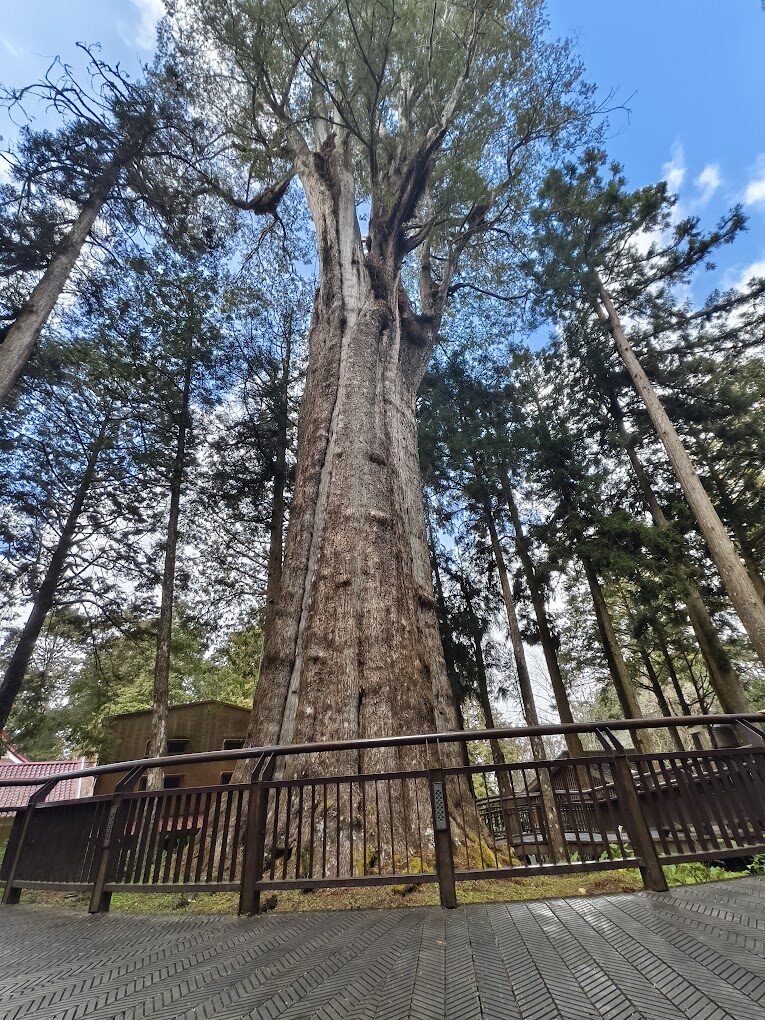 【2025】阿里山小火車旅行全攻略｜避開常見錯誤享受無憂之旅