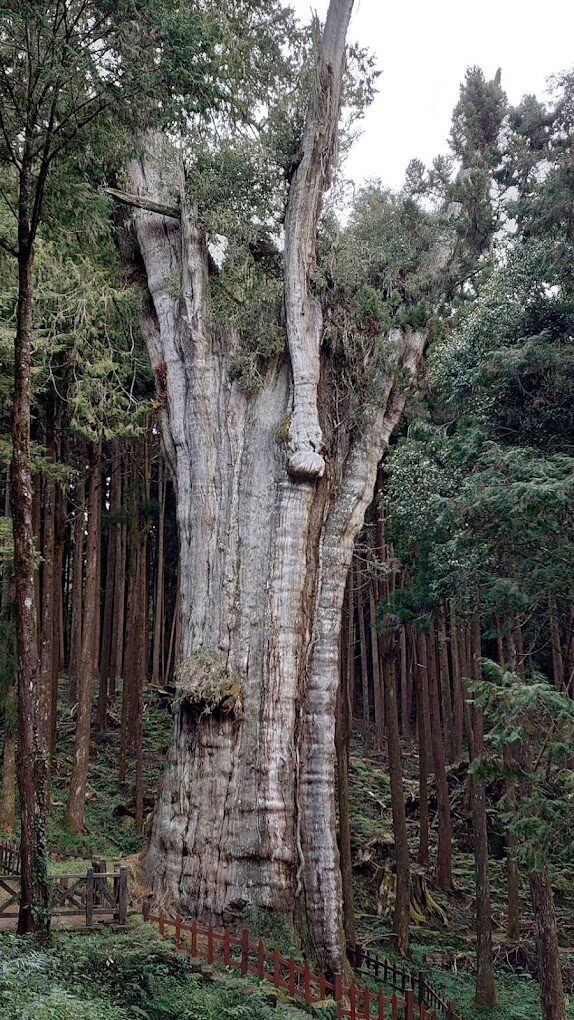 【2025】阿里山小火車旅行全攻略｜避開常見錯誤享受無憂之旅