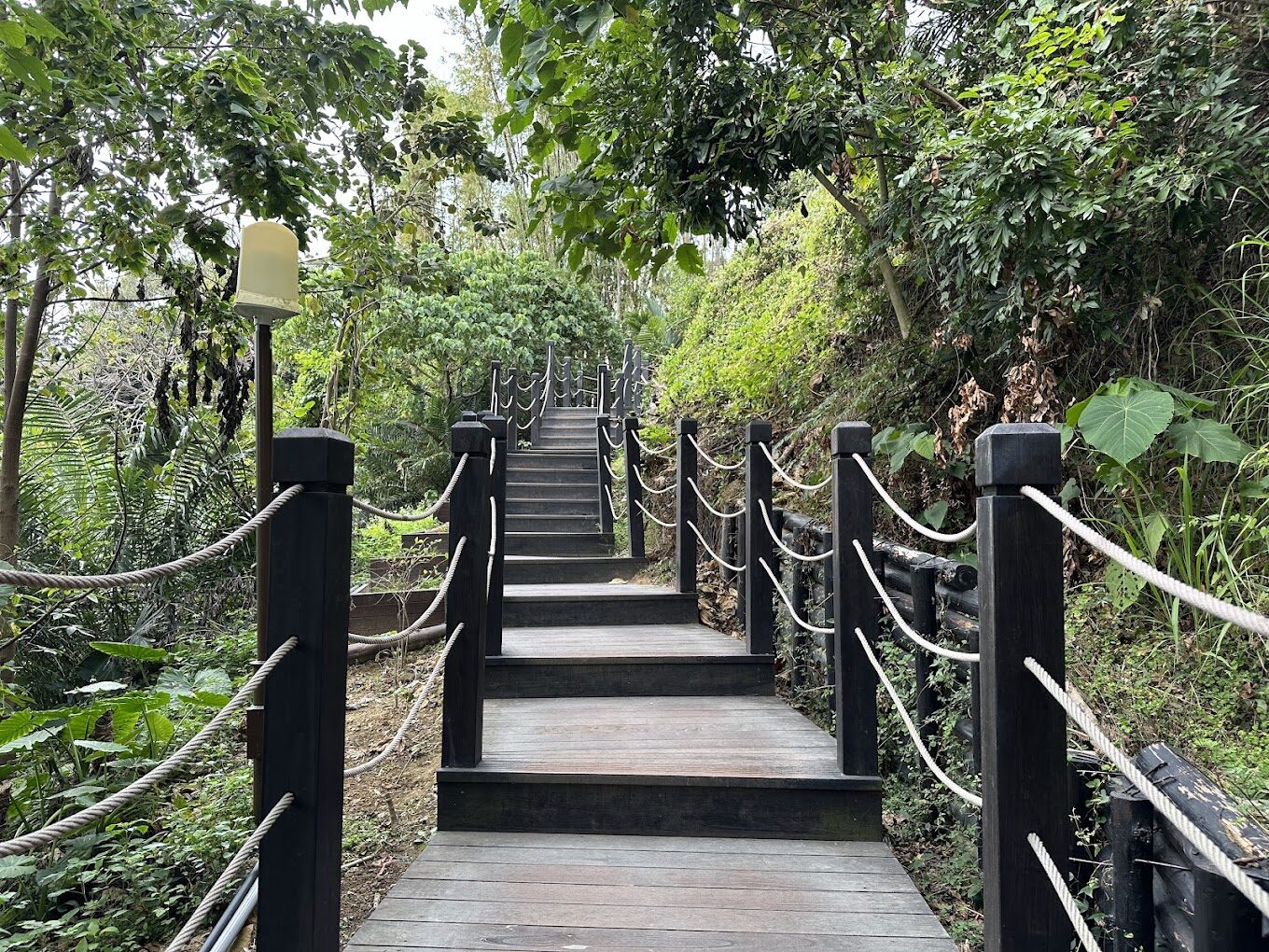 大坑9號步道探險：避開這常見錯誤，輕鬆享受自然之美