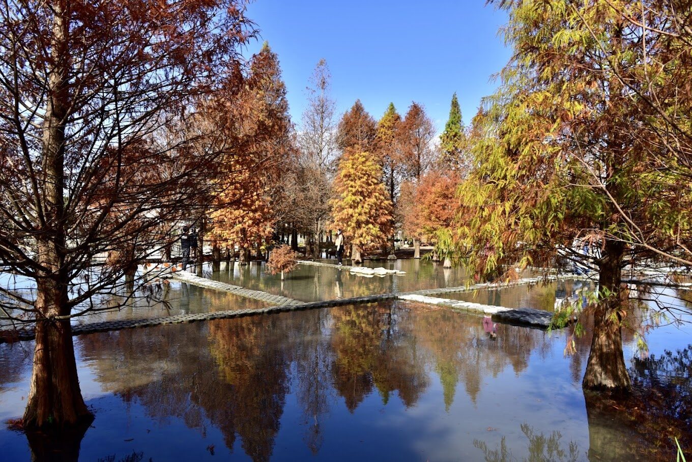 泰安落羽松美景不容錯過：絕佳拍攝地點推薦