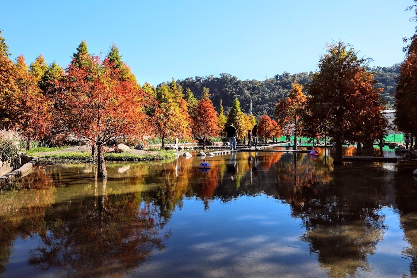 泰安落羽松美景不容錯過：絕佳拍攝地點推薦