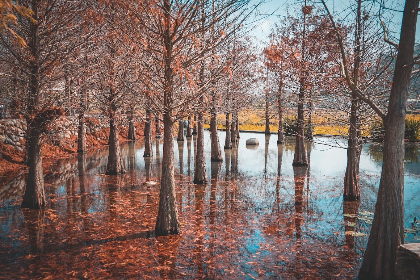 泰安落羽松美景不容錯過：絕佳拍攝地點推薦