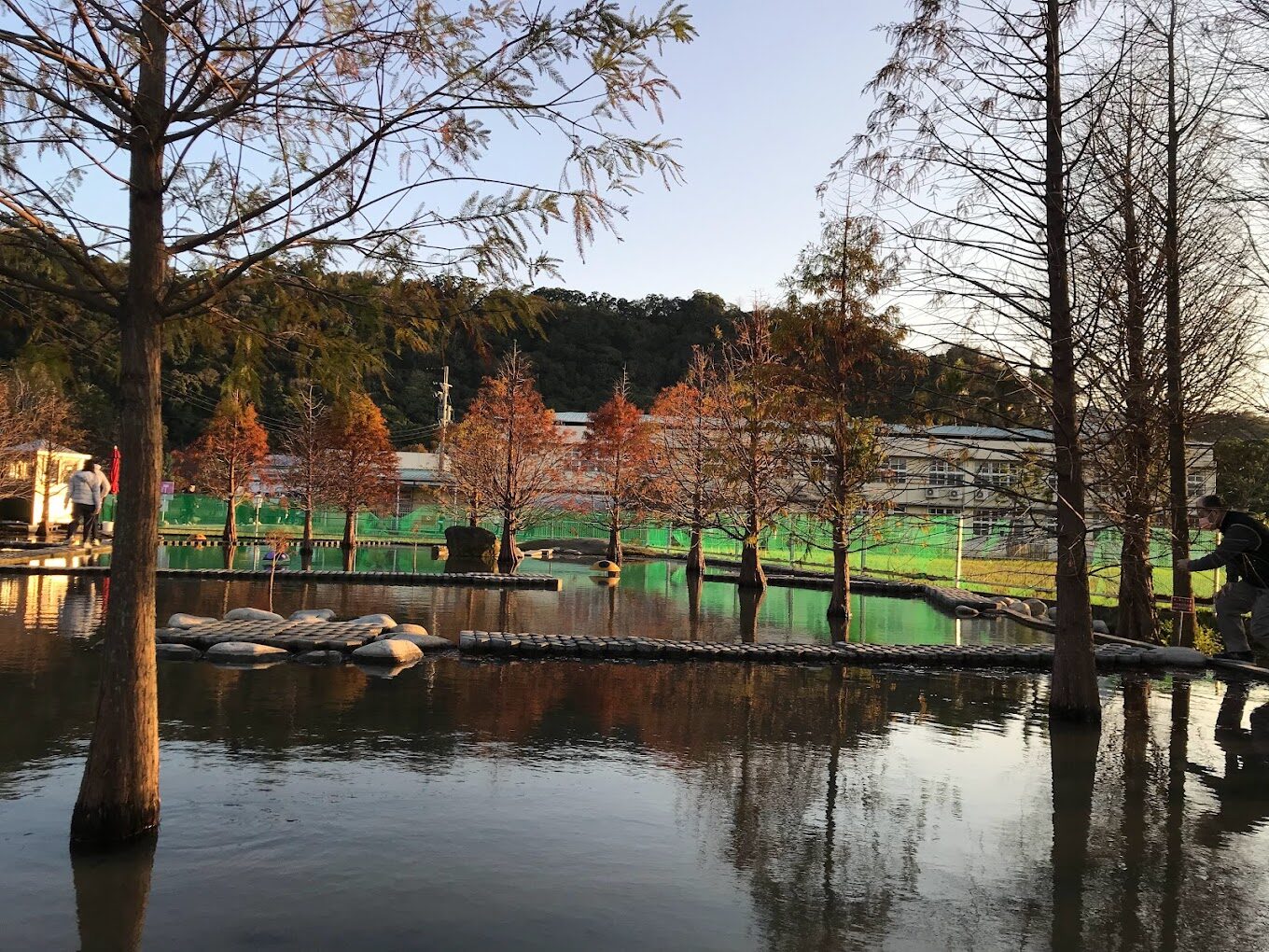 泰安落羽松美景不容錯過：絕佳拍攝地點推薦