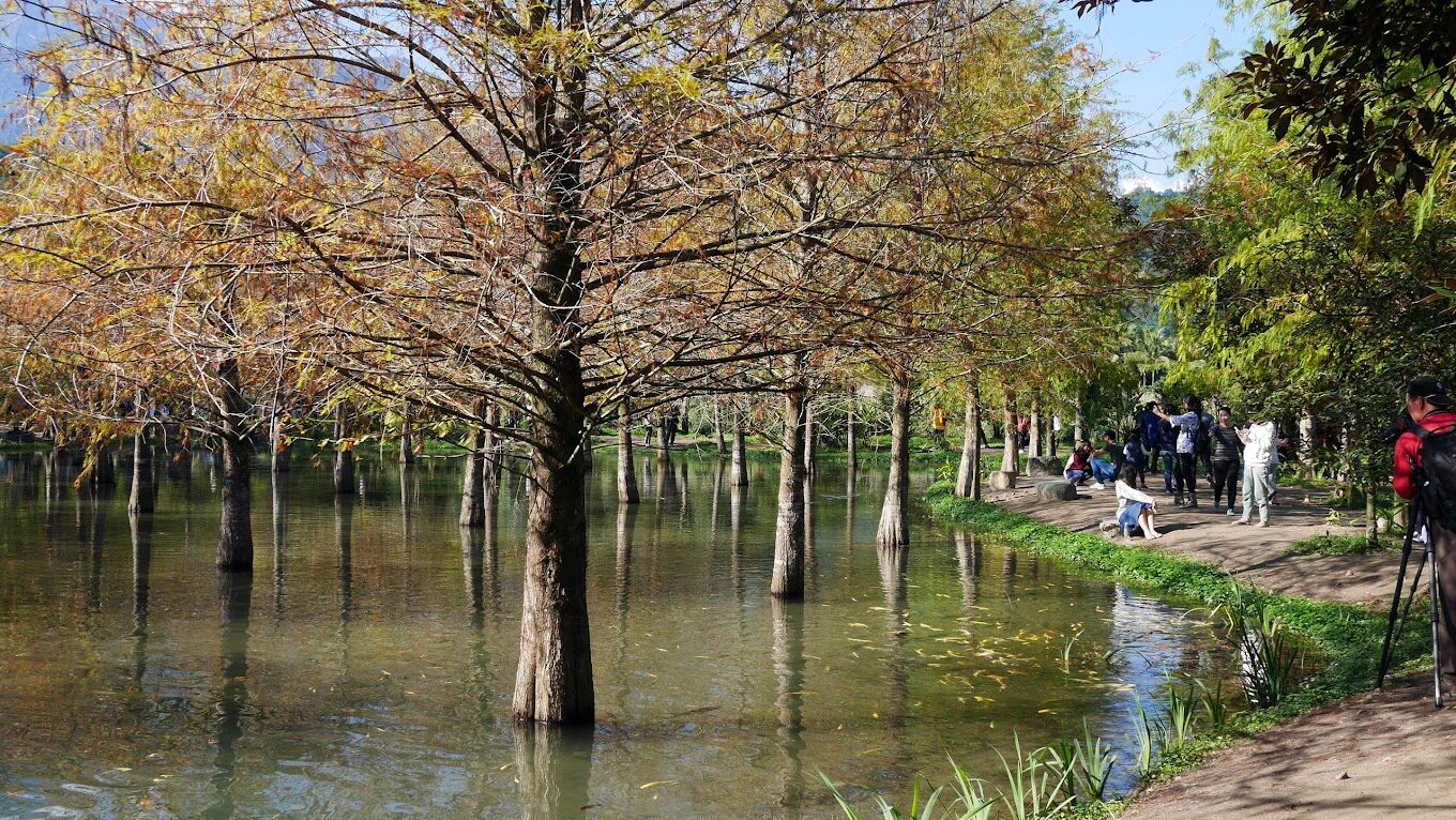 落羽松季節必遊攻略｜絕美景點讓你沉醉其中