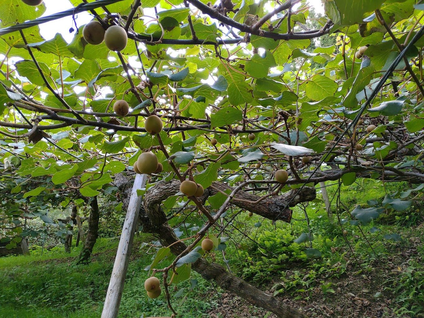 雪霸休閒農場必遊亮點|不容錯過的自然體驗