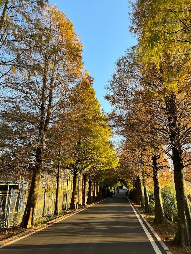 【2025大溪落羽松】不容錯過的台灣祕境景點與拍照技巧！