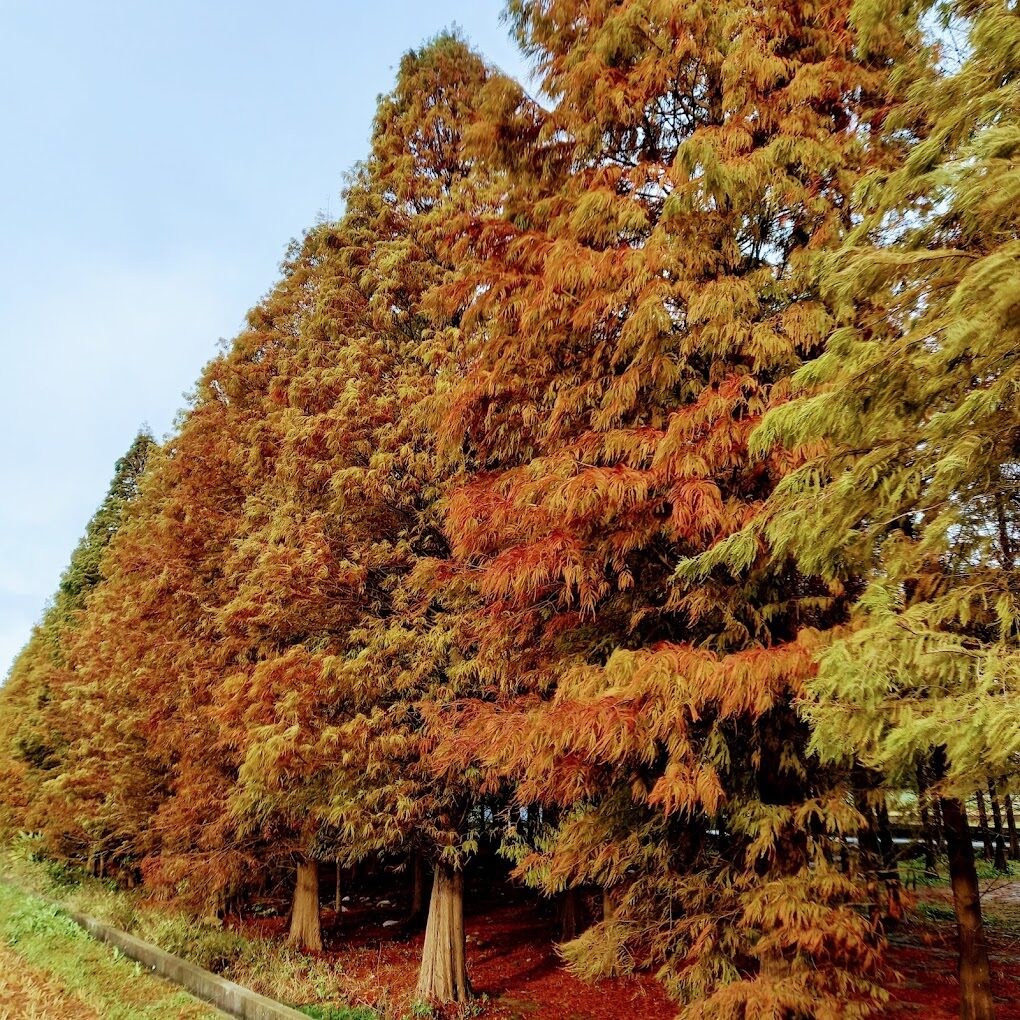 【2025大溪落羽松】不容錯過的台灣祕境景點與拍照技巧！