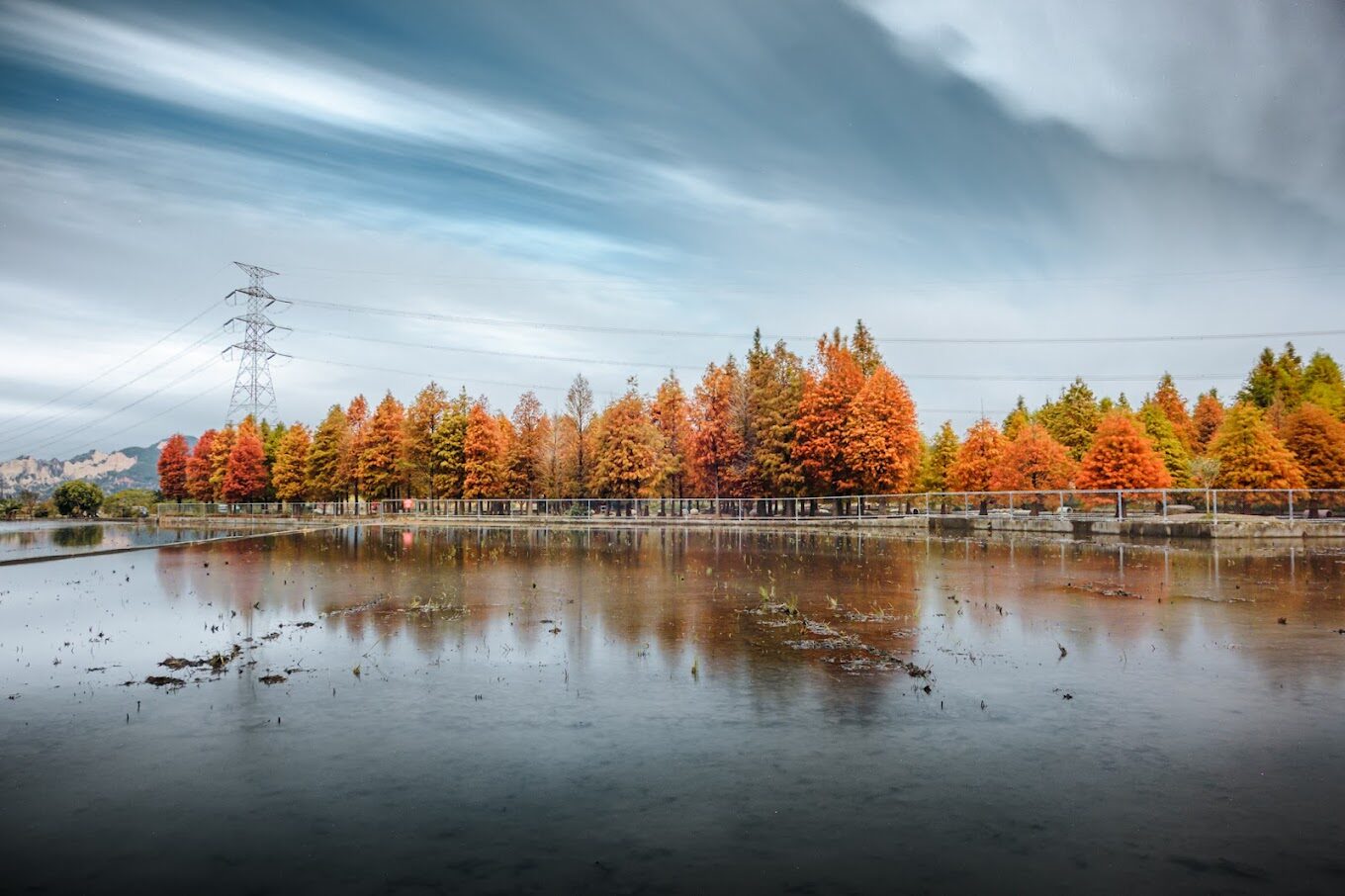 泰安落羽松的美麗祕境｜必知的拍攝小技巧